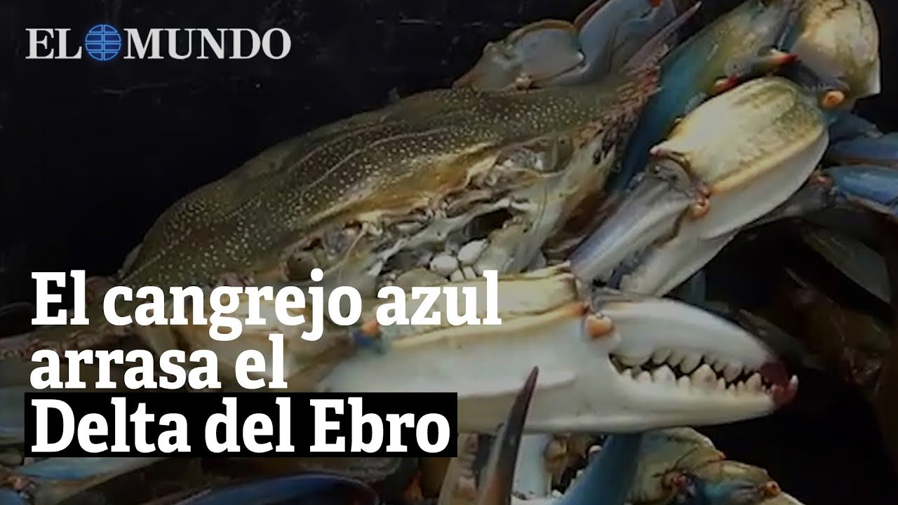 La invasión del cangrejo azul arrasa el Delta del Ebro