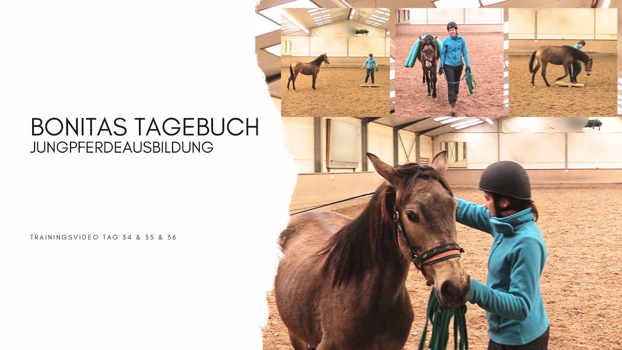Bonitas Tagebuch - Jungpferdeausbildung Tag 34 & 35 & 36