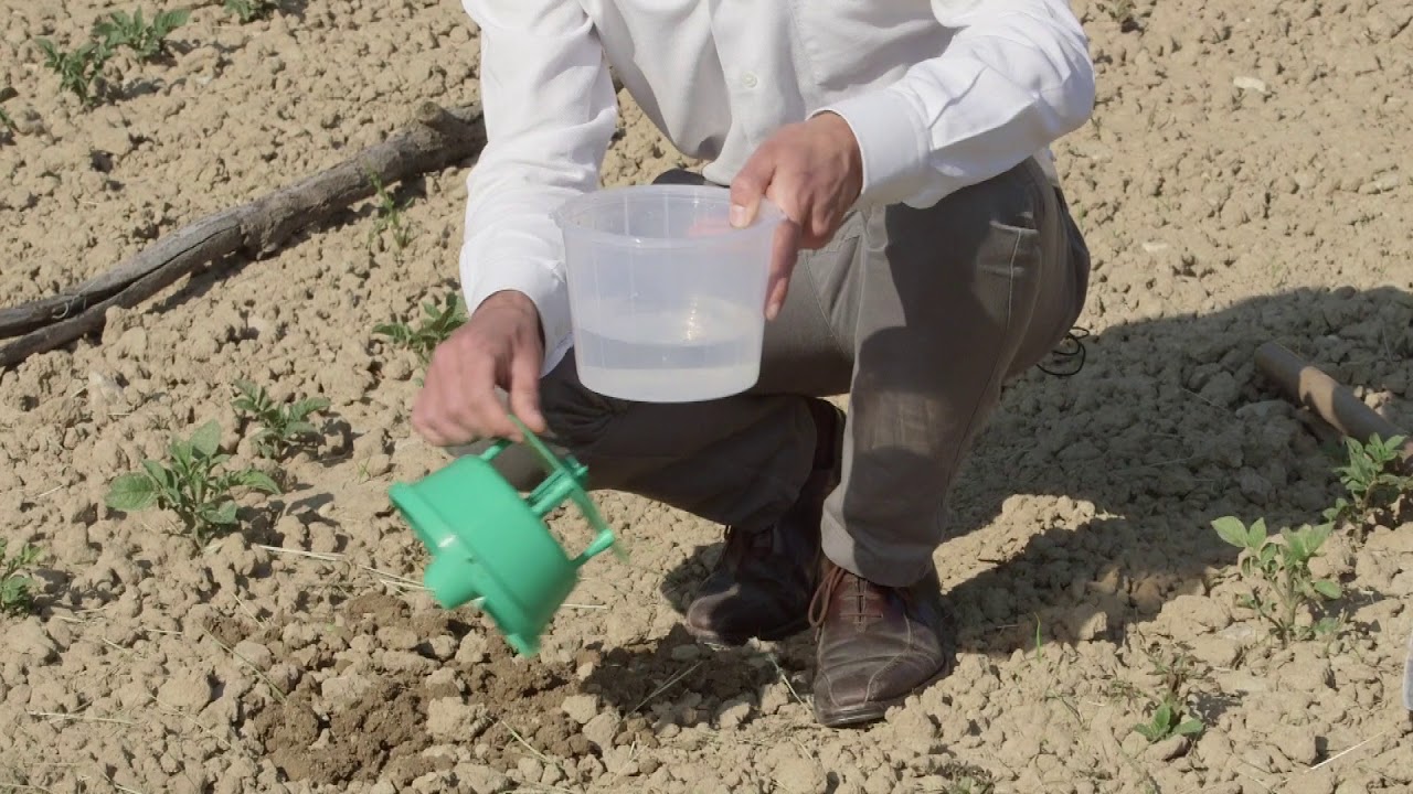 Lutter naturellement contre le taupin de la pomme de terre | Le piège à phéromone expliqué