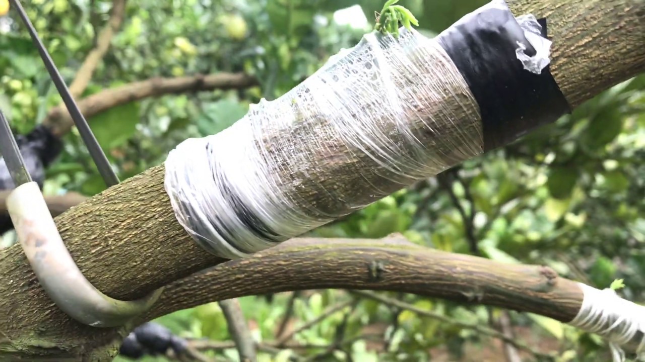 Kỹ thuật ghép cải tạo Bưởi Da Xanh
