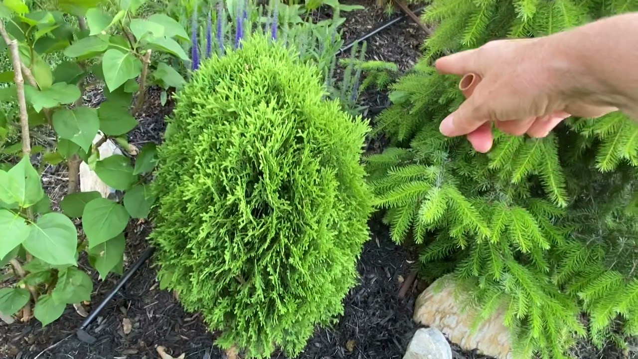 DIY Drip Irrigation on a Steep Hill