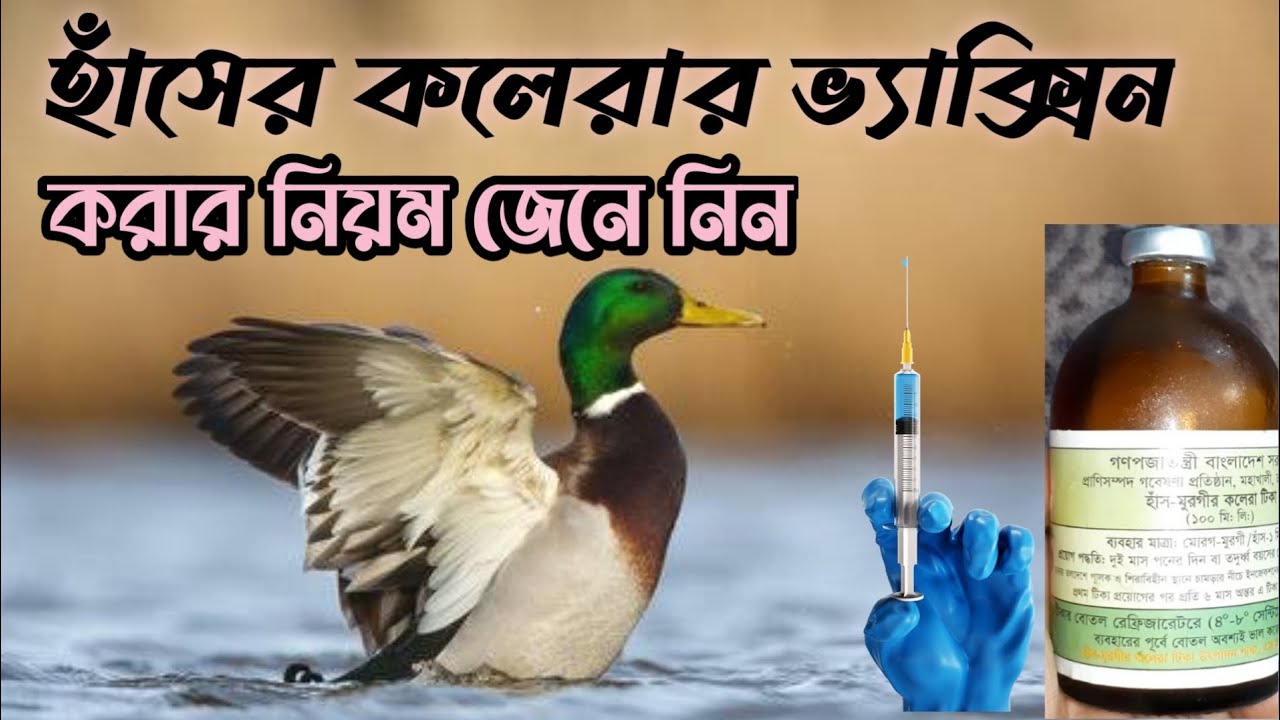 হাঁসের কলেরা ভ্যাকসিন করার নিয়ম | How to give duck cholera vaccine. #YoutubeViral 🦢