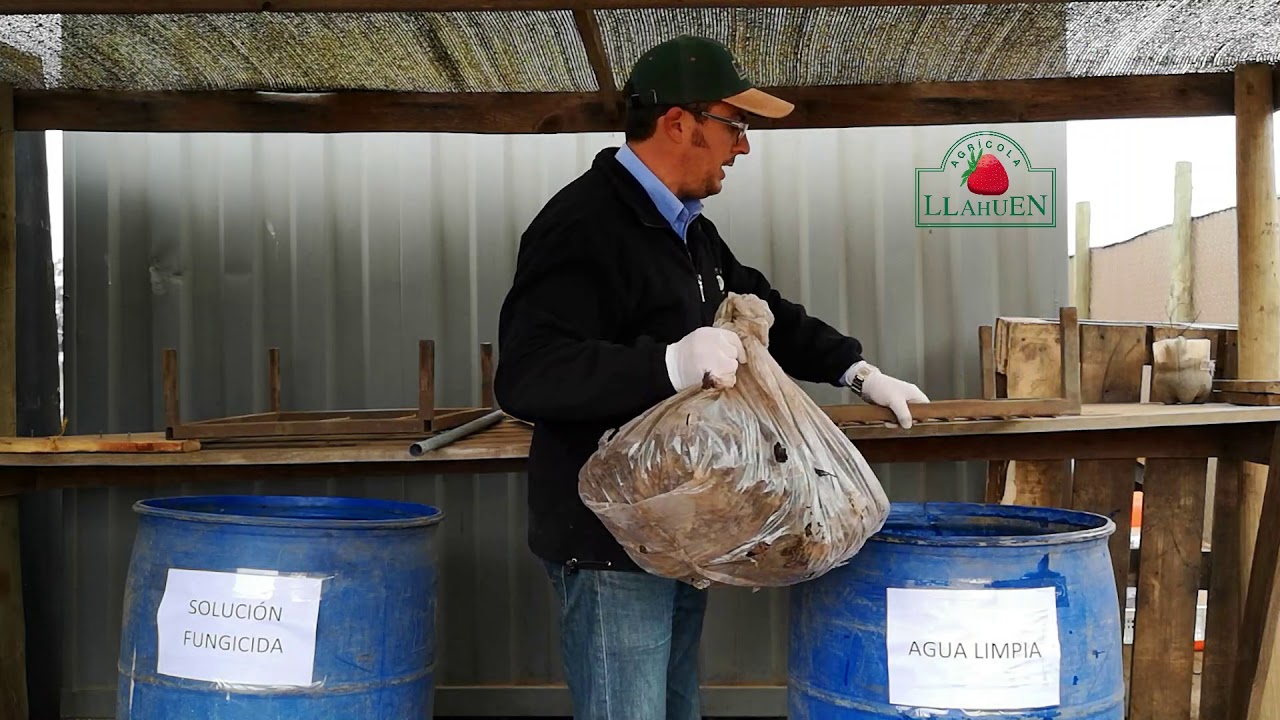 AGRICOLA LLAHUEN - Recomendaciones para un correcto lavado de plantas pre-establecimiento.