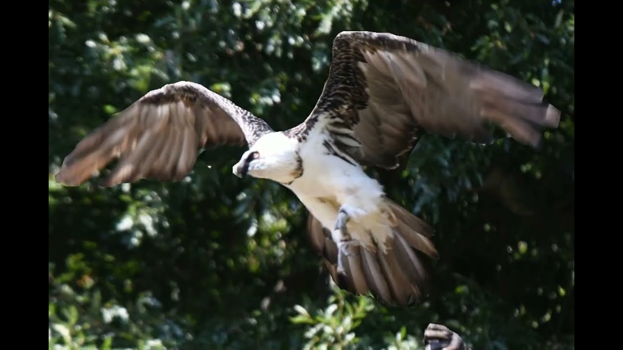 UNREAL! Birds of Prey Fly Inches From My Camera 🦅 Majestic bearded vulture