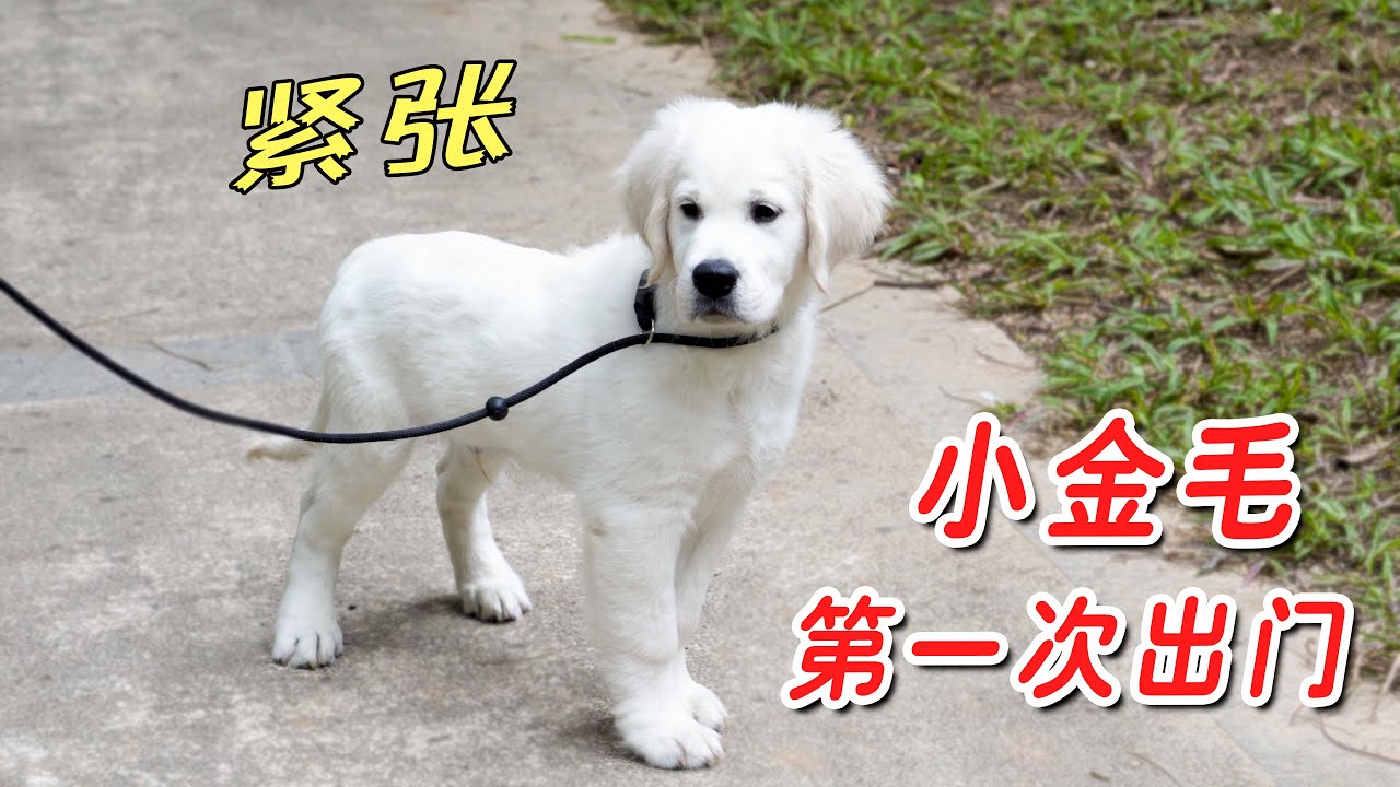 小金毛第一次出门，真是状况百出啊！