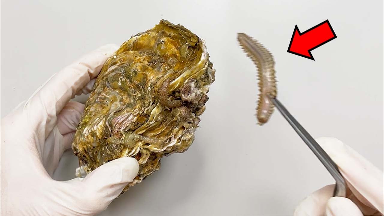 Mysterious Creatures Live in Oyster ! &ndash; Oyster Dissection
