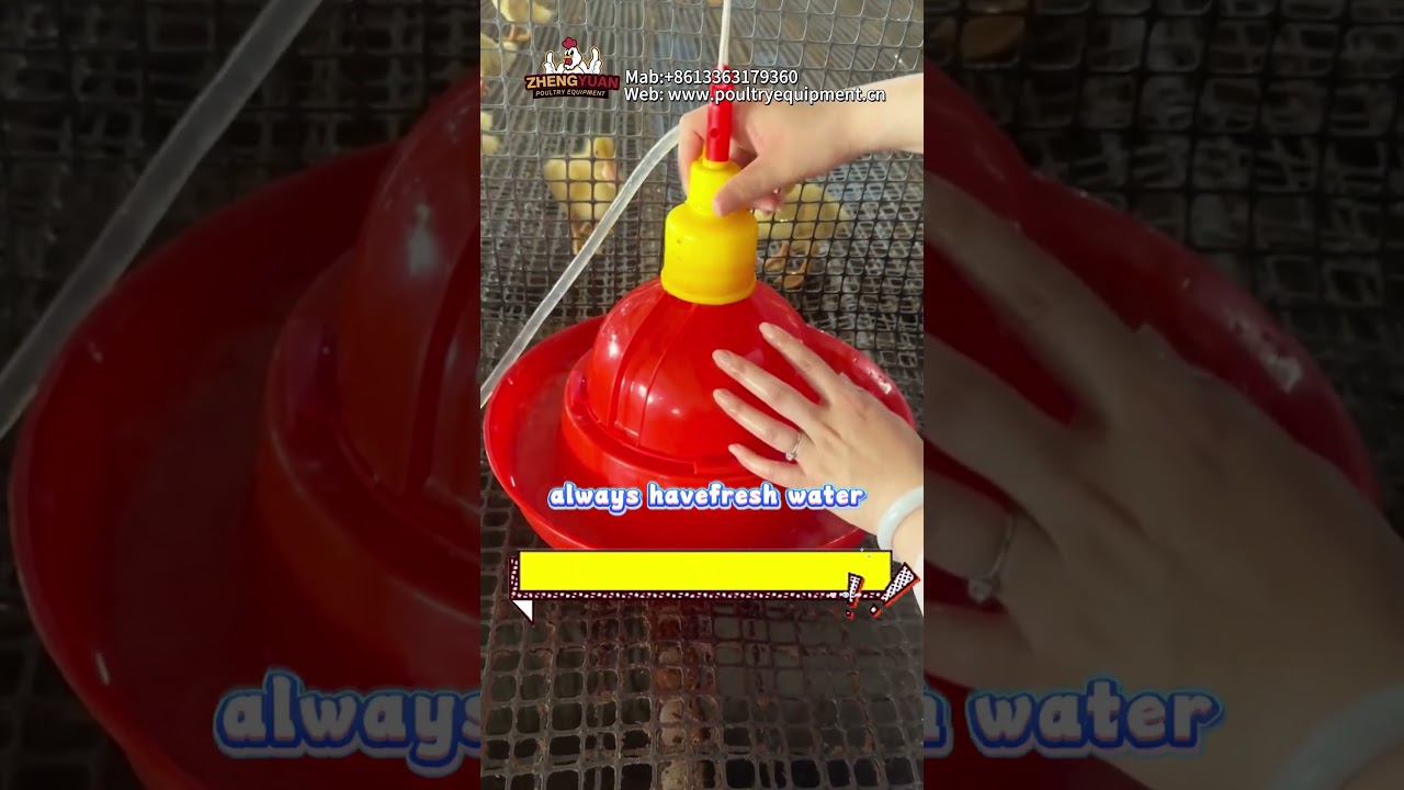 Plasson Drinker for Chickens, Ducks, Geese,Easy Setup: Get it running in minutes! #poultry #chicken