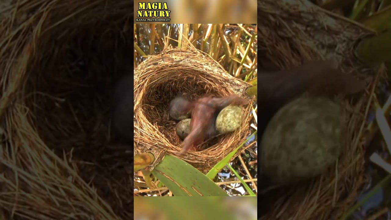KUKUŁKA Robi Przekręt Doskonały