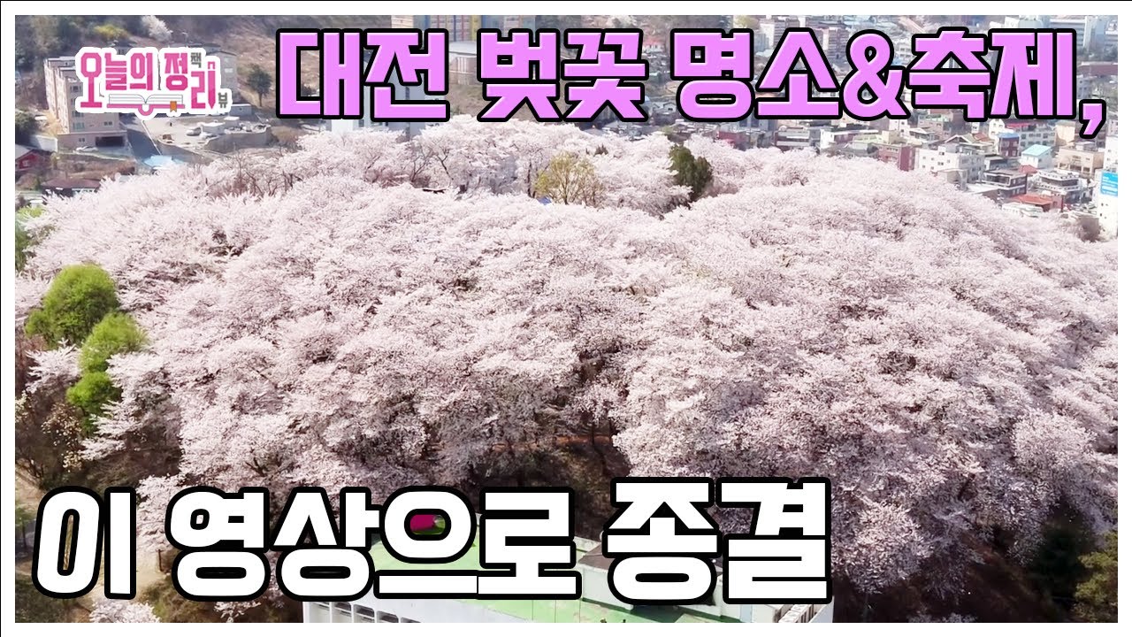 대전 벚꽃 명소·축제, 이 영상으로 종결