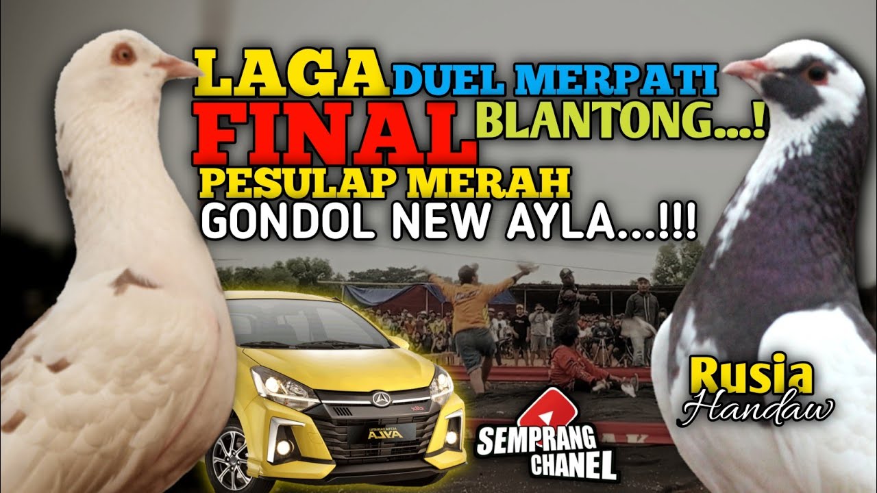 LAGA FINAL !! PESULAP MERAH MENGGILAK GONDOL NEW AYLA ANNIVERSARY LAPAK MASTER 1 BEKASI