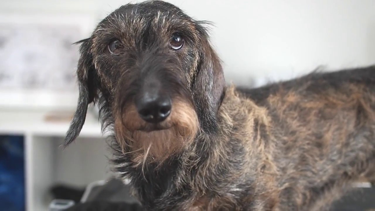 How to hand strip a wire-haired dog? See how easy it is with Karhia Pro coat stripper!