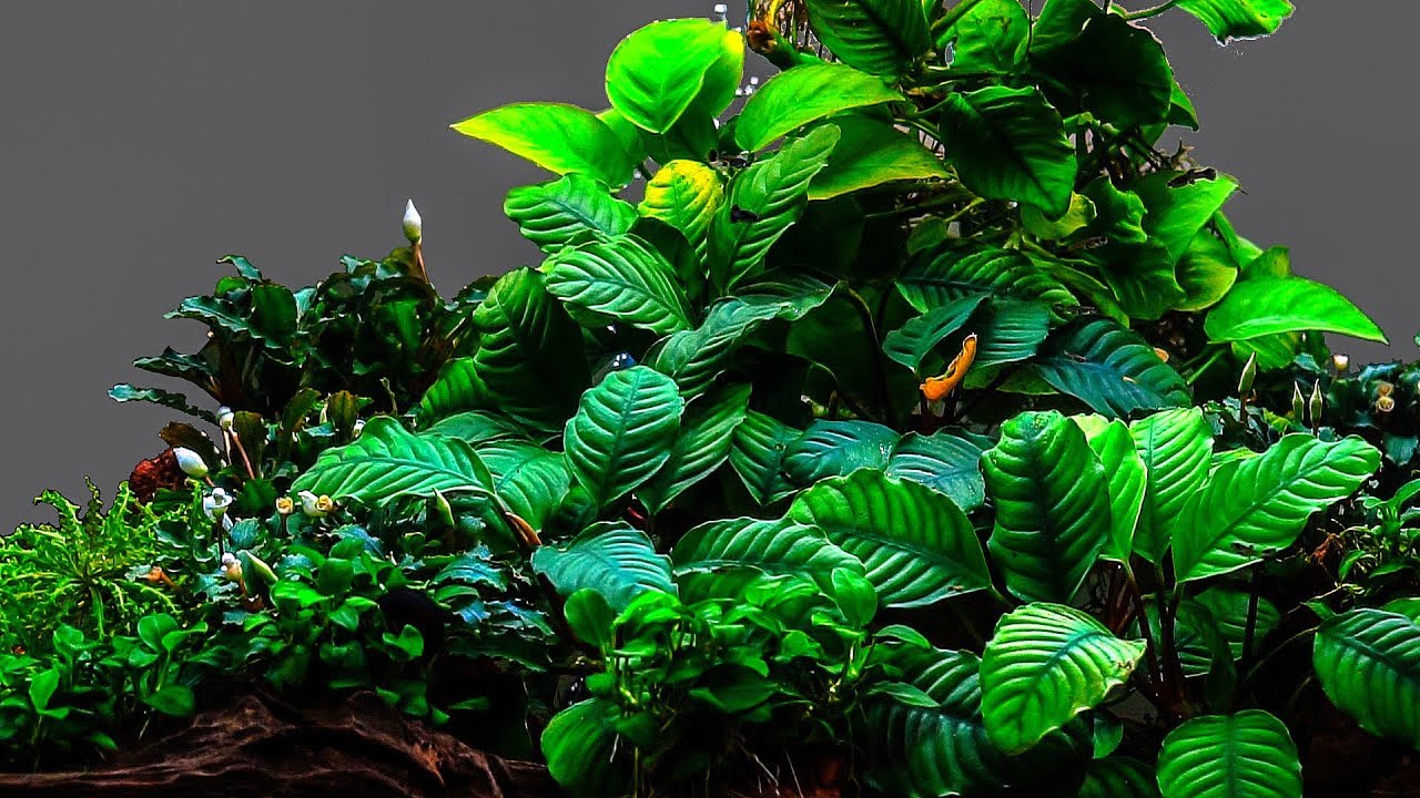 Planted Tank