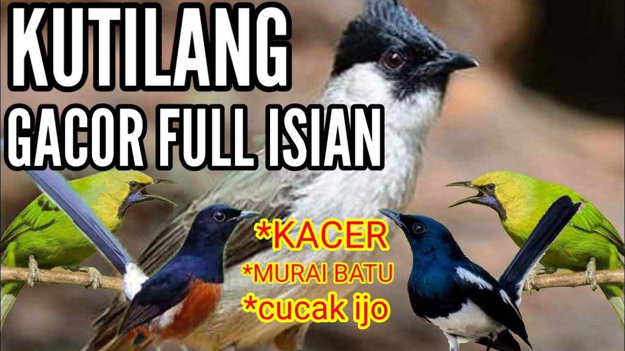 kutilang gacor full isian murai batu _ Kacer _ cucak ijo || cocok untuk masteran kutilang paud