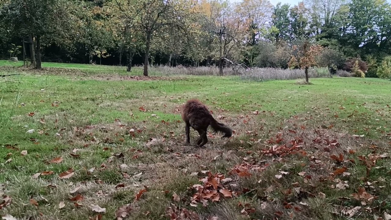 🦊