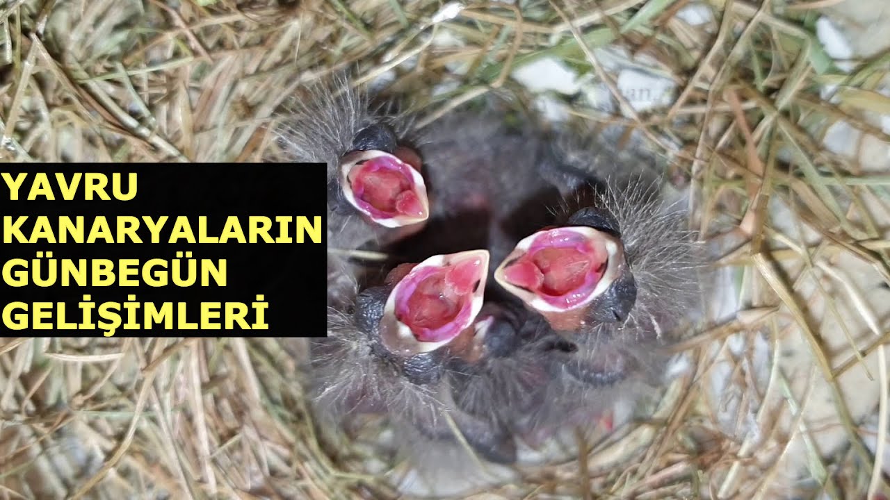 Yavru Kanaryaların 1 Aylık Gelişim Süreçleri