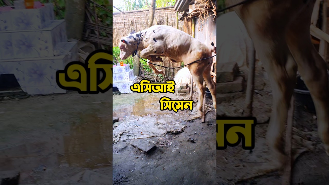 Aci Hf Pure 100% #cow #trending #shortvideo #animals #shotrs