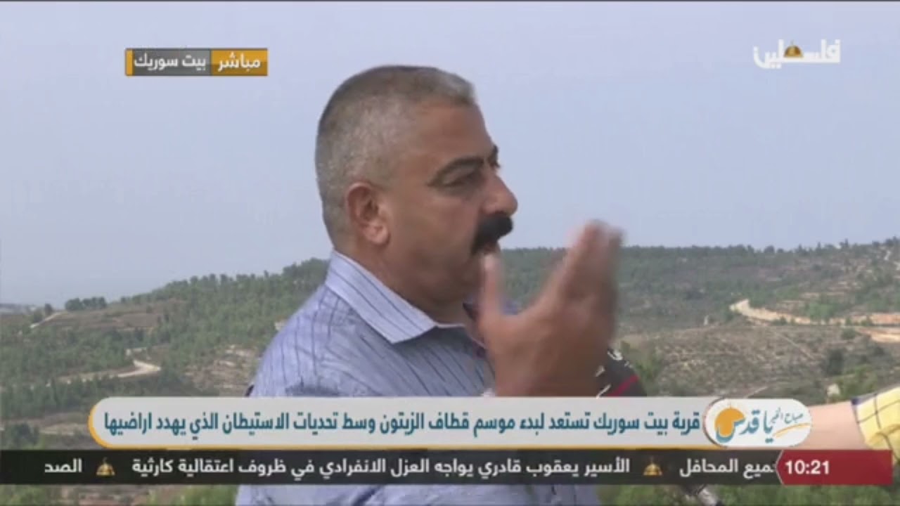 صباح الخير يا قدس.. بيت سوريك شمال غرب القدس.. موسم قطف الزيتون في فلسطين