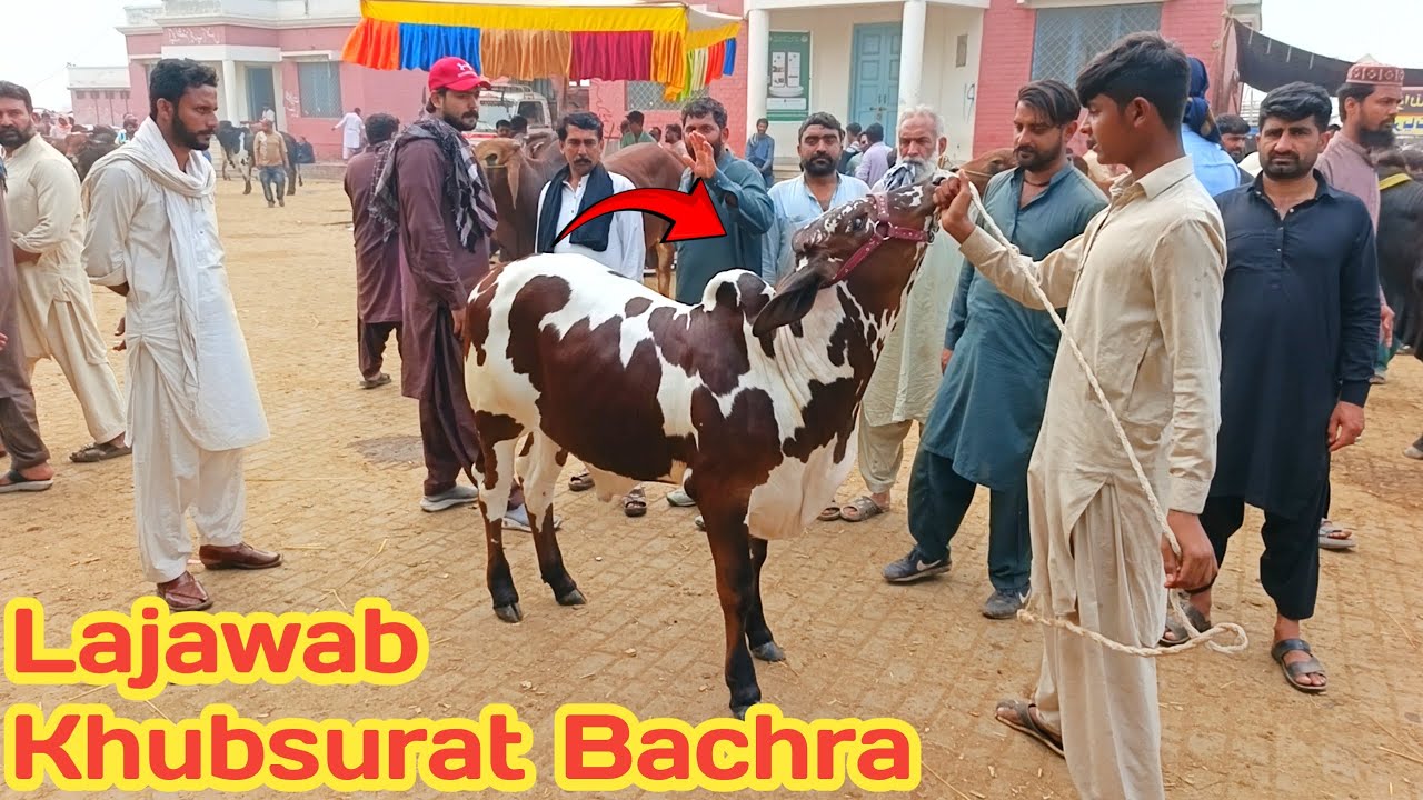 MULTAN MANDI KA KHUBSURAT KHERA BACHRA 😱|| MULTAN MANDI ||@MultanAnimalLovers 