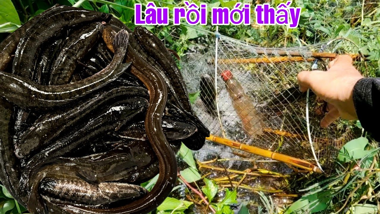 Thăm Lờ Cá Bội Thu Đủ Loại Cá Đồng