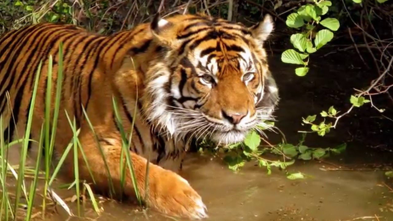 WOTWS: A World Without Tigers?