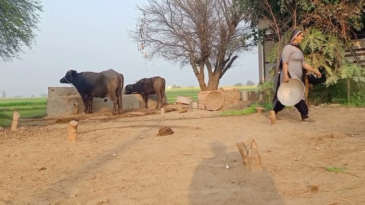 काफी समय बाद आज बन पाई विडियो