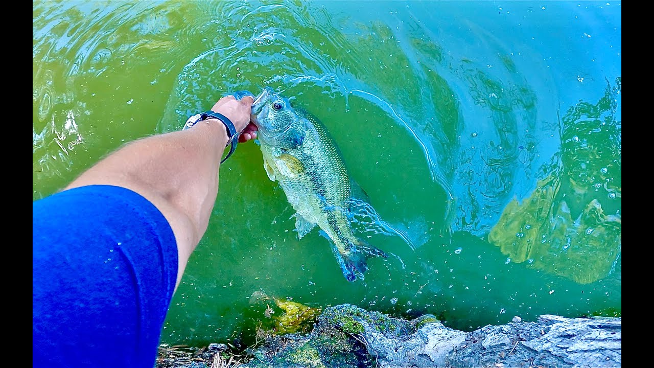 BIG BASS, TROUT, and CRAPPIE all in one DAY!!!(Lake Gregory)