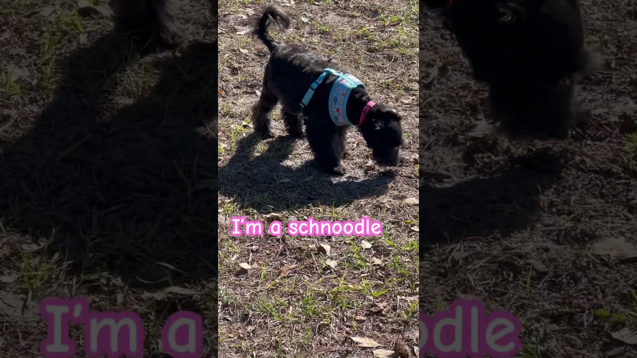 I&rsquo;m a schnoodle #pets #schnauzer #schnoodle #pupppy
