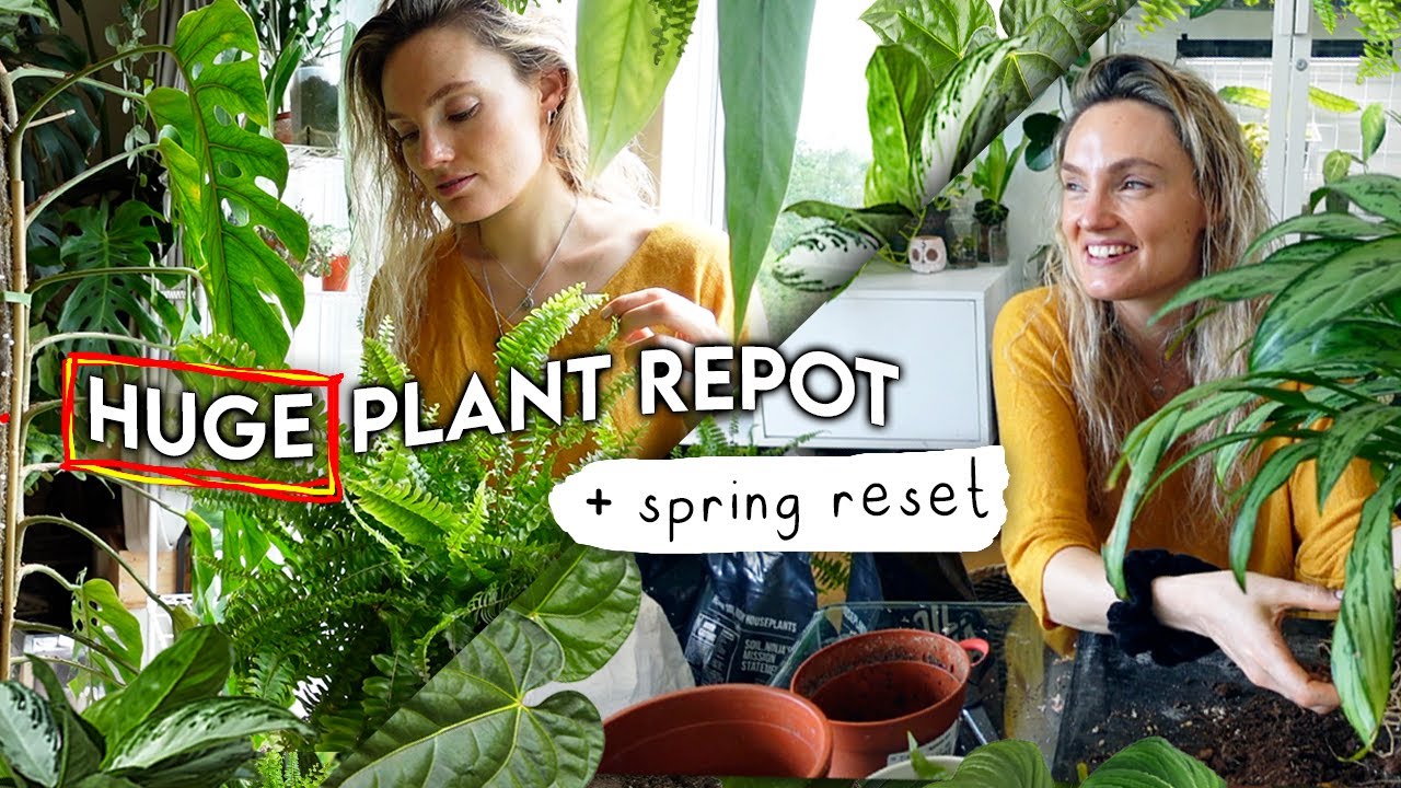 HUGE Spring Repotting Sesh 🪴 Repot With Me + Q&A