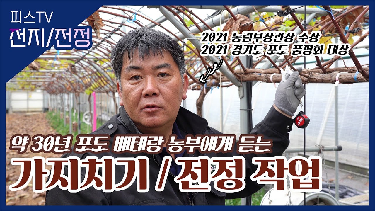 [전지,전정] 약30년 포도농사 배테랑 농부에게 듣는 가지치기, 전정작업 / 피스TV