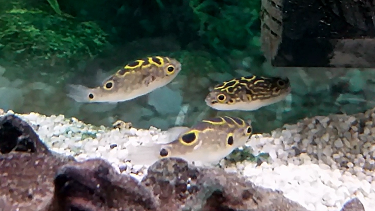 El pez globo ocelado (Dichotomyctere ocellatus) Ficha Técnica