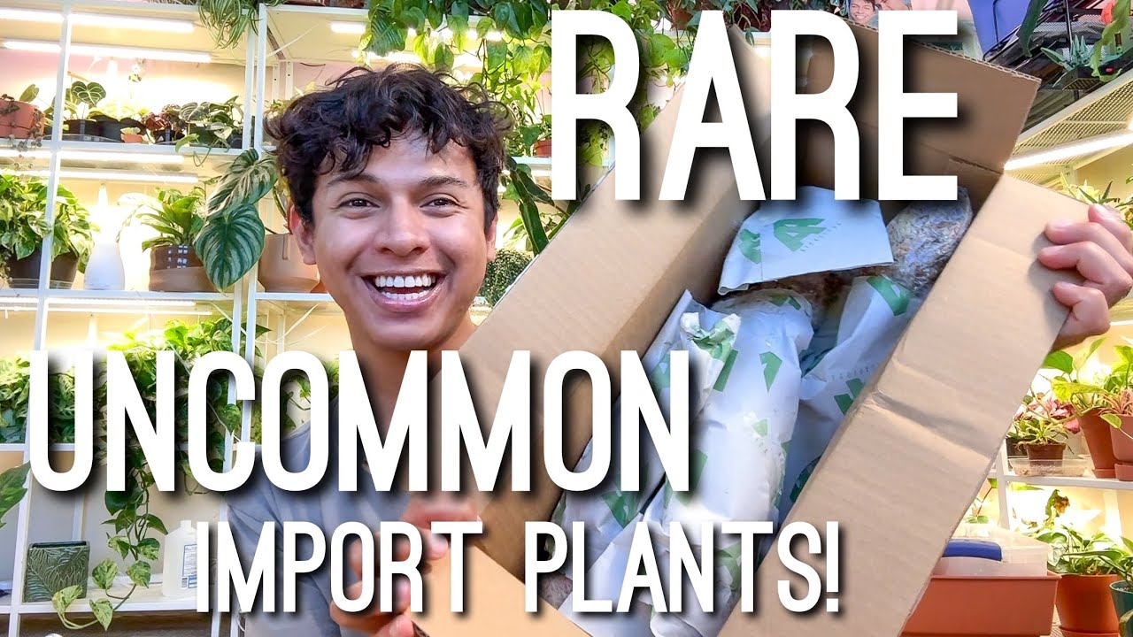 Imported Rare Uncommon Houseplants from AroidAsia