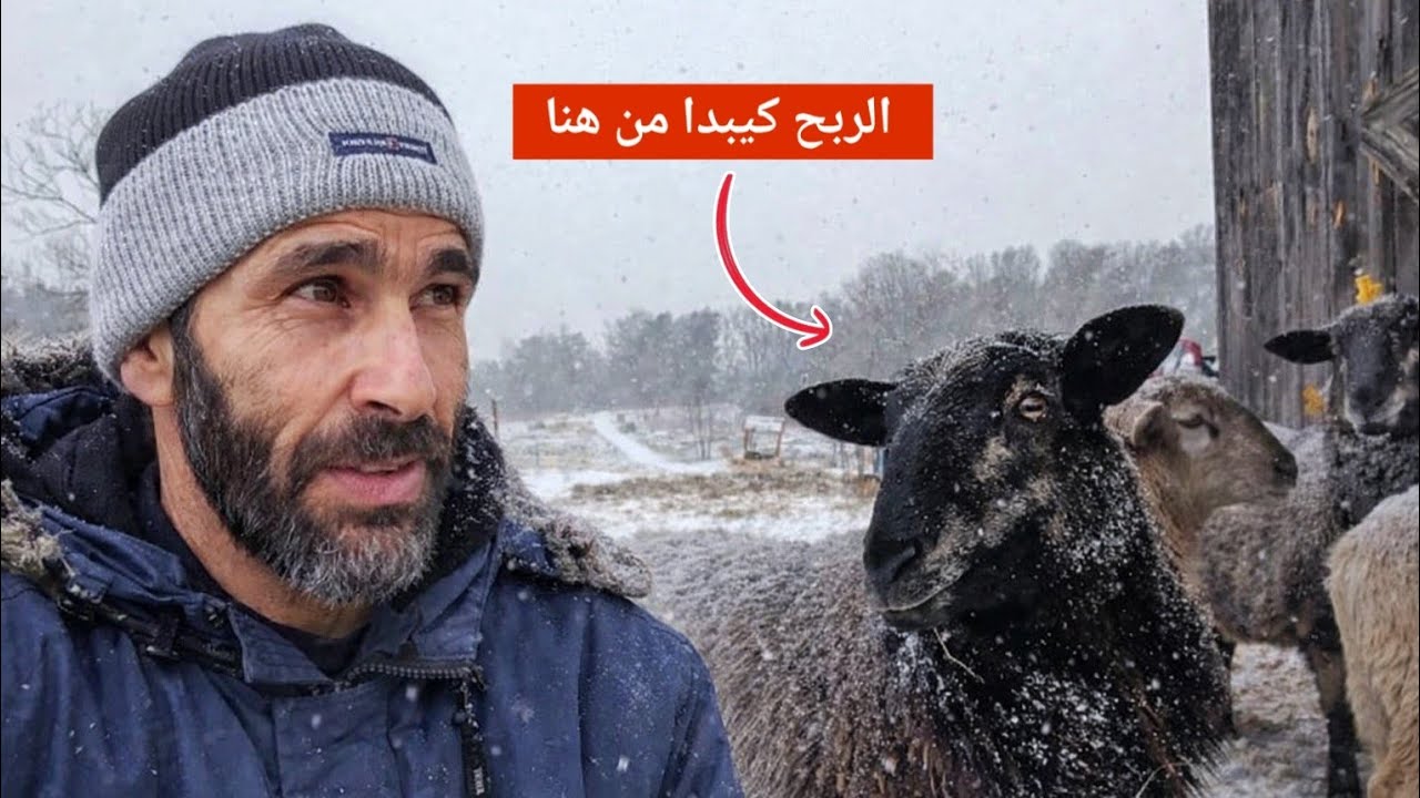 ماشي كاع الأغنام كتربح!💰 هاد النوع هو للي كيجيب لفلوس صحيحة فالسوق،؟🐑