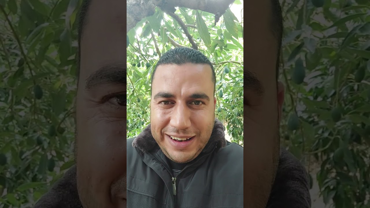 زراعة الافوكادو في الأردن مع تحيات مشتل ومعرض المهندس زكي الياسين