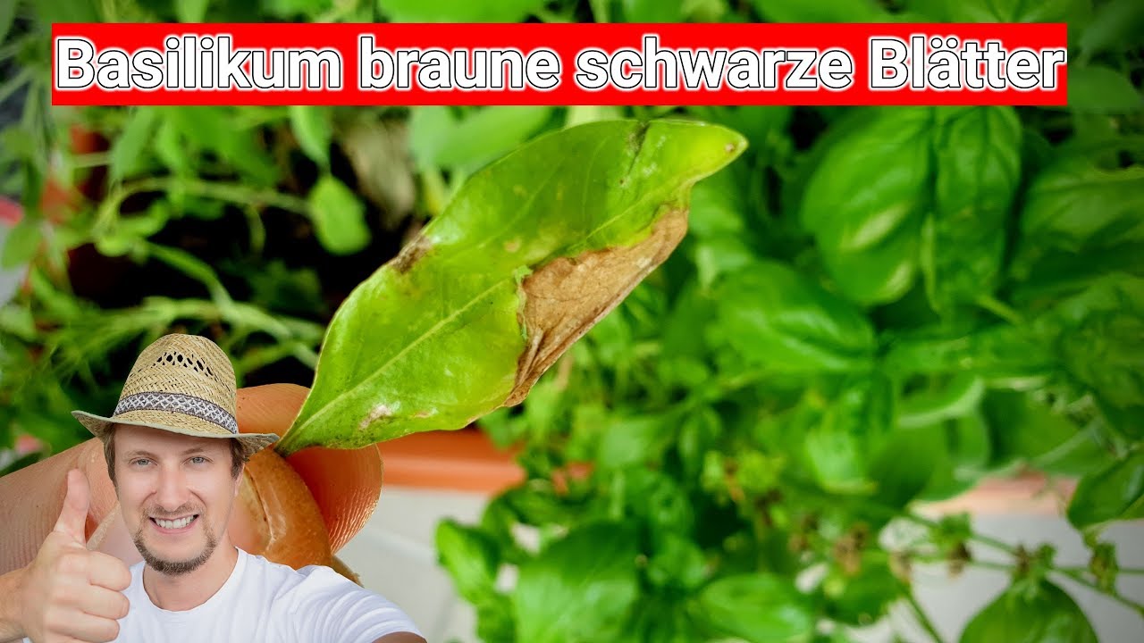Basilikum schwarze Flecken braune Bl&auml;tter 🔴 Das kannst du tun!