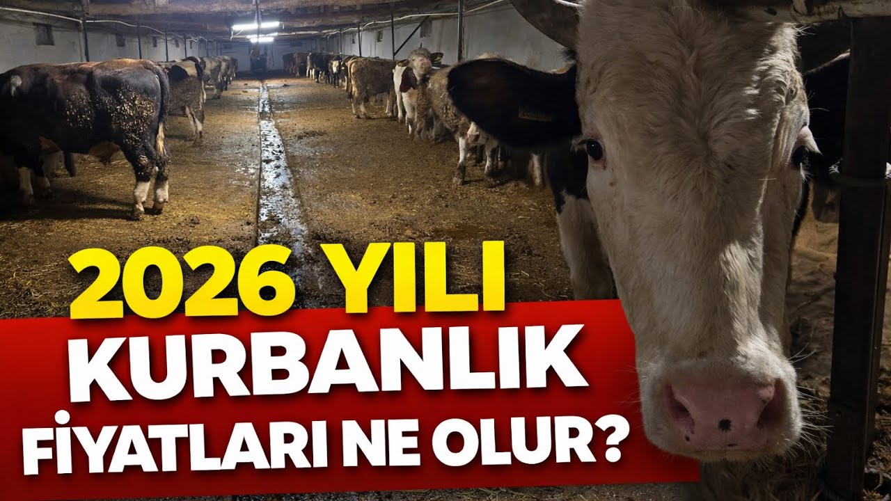 2026 Yılı Kurbanlık Fiyatları Ne Olur? (Tahmin)!!!