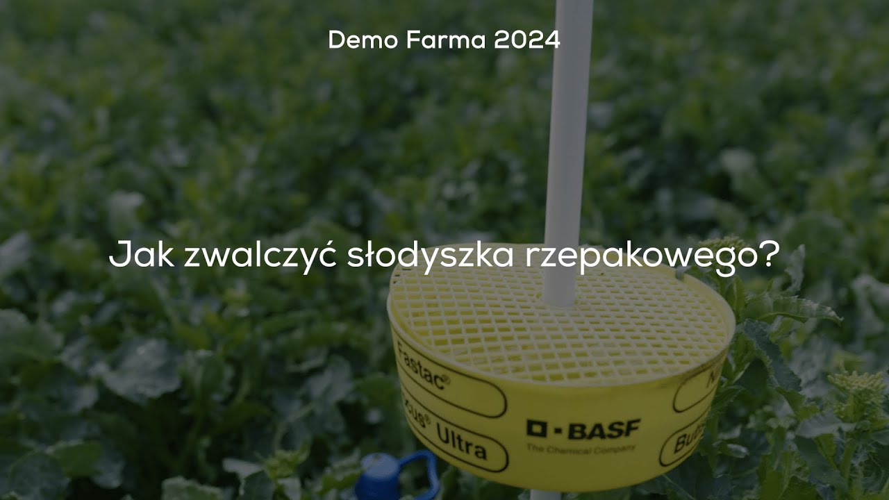 Jak zwalczyć słodyszka rzepakowego?
