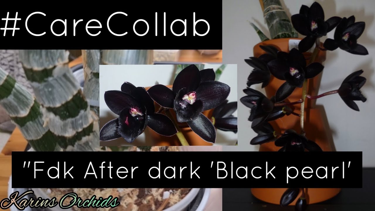 Fdk After Dark 'SVO Black Pearl' FCC #CareCollab