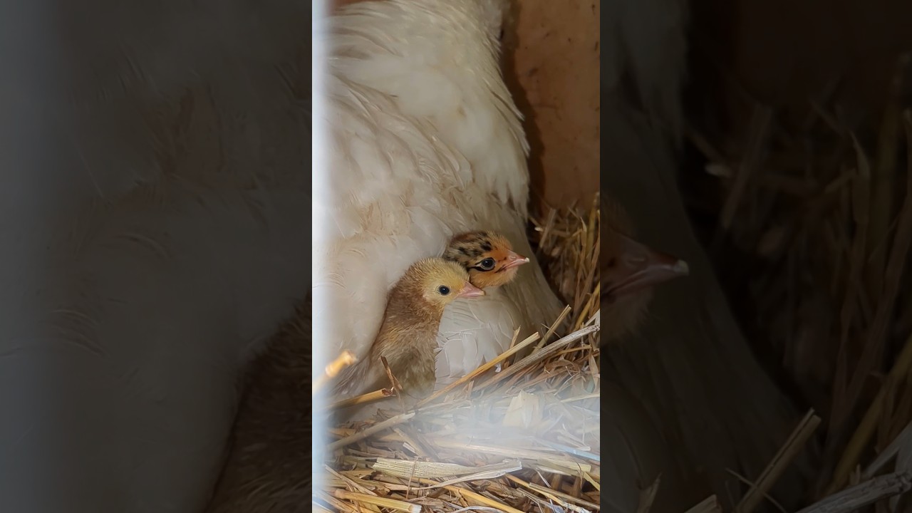 Has Frosty Hatched Out More Baby Chicks? #babychicks