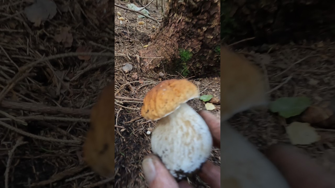 Boletus edulis, Porcino, Steinpilze #shorts #new #trending #viral #foryou #nature #forest #mushroom
