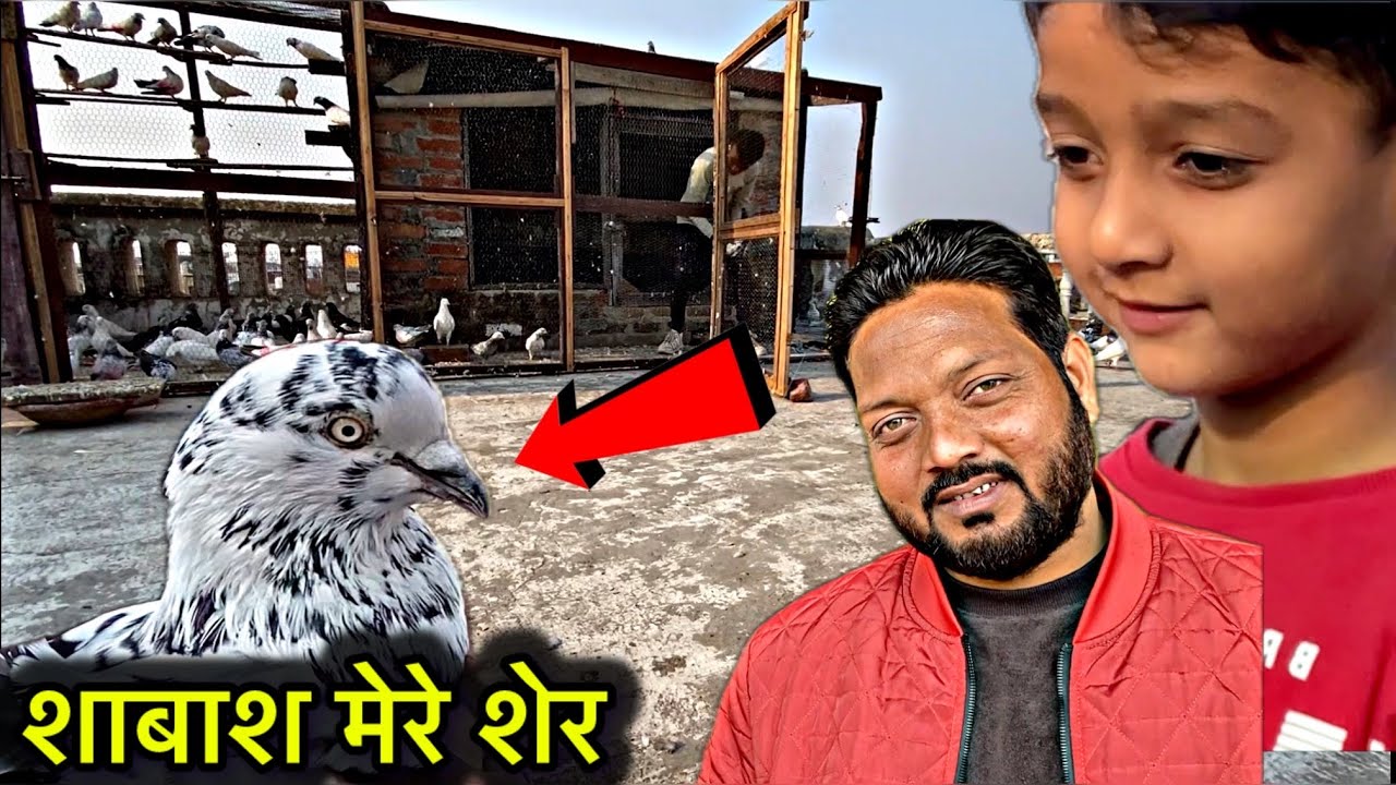 17 कबूतरों का टूर्नामेंट || kabootar bazi || bazi wale kabootar || pigeon tournament