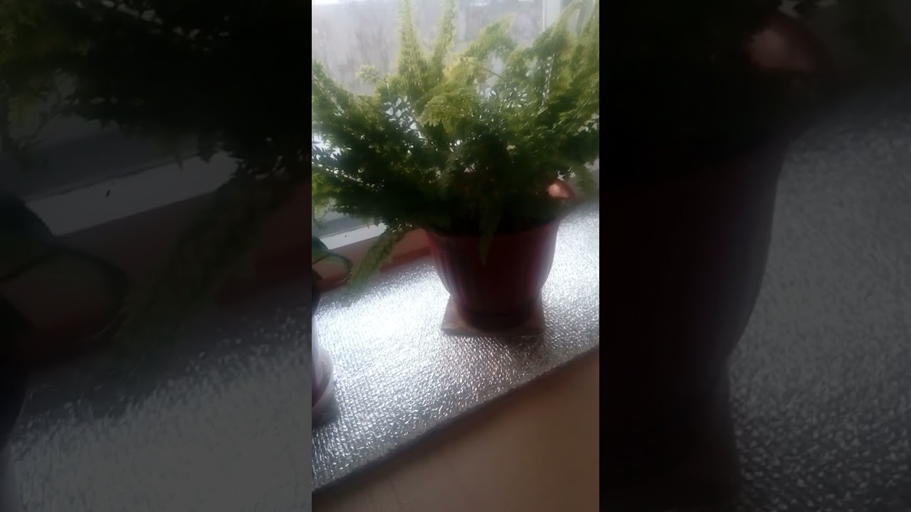 Как защитить цветы на подоконнике от кошки.