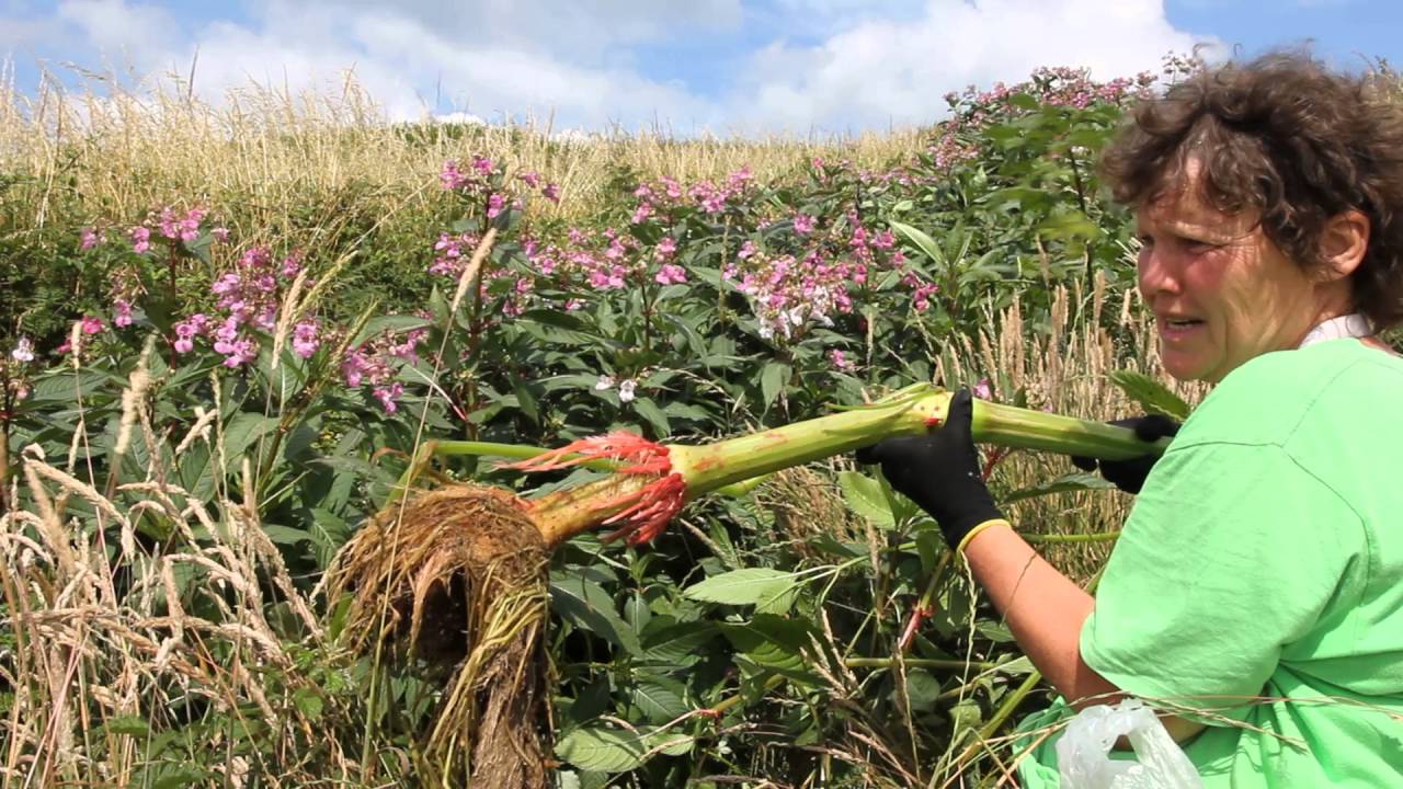 How to safely pull up and remove Himalayan Balsam which is in seed