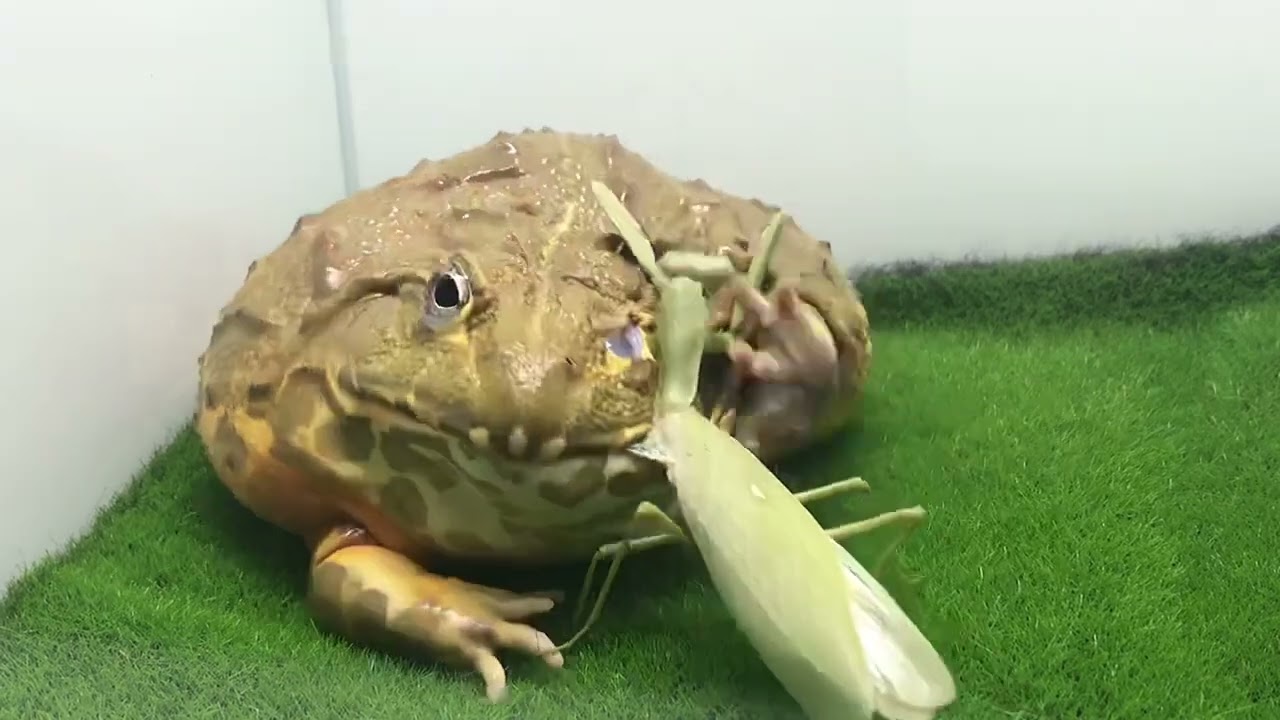 Give the frog a mantis African bullfrog, Pacman frog LIVE FEEDING
