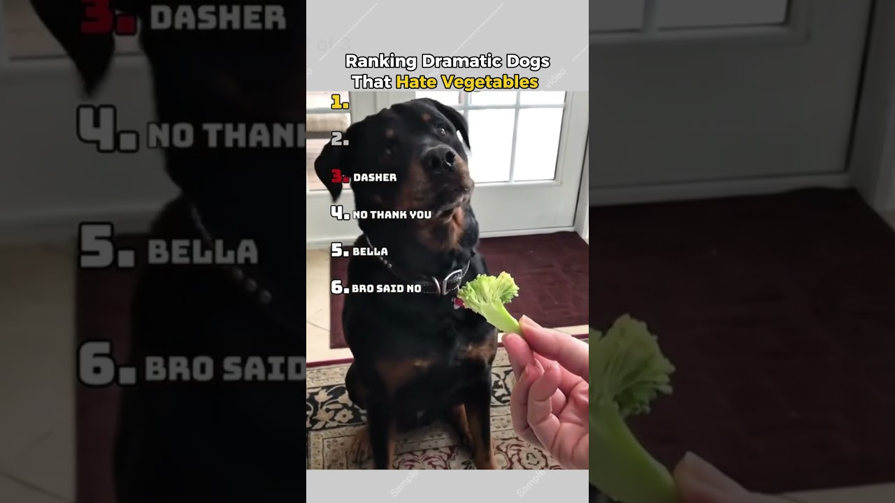 Dogs Funny Moments😂