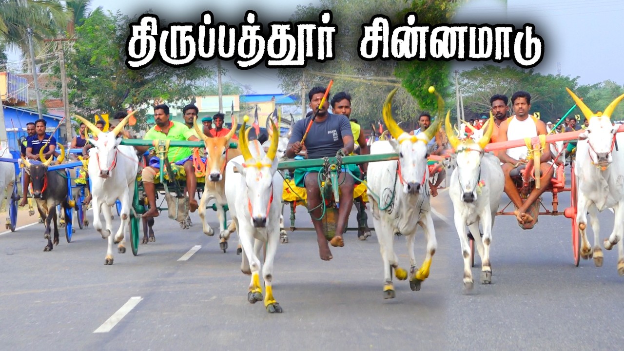 திருப்பத்தூர் சின்னமாடு பந்தயம் 17-02-2026|Periyamadu  Race