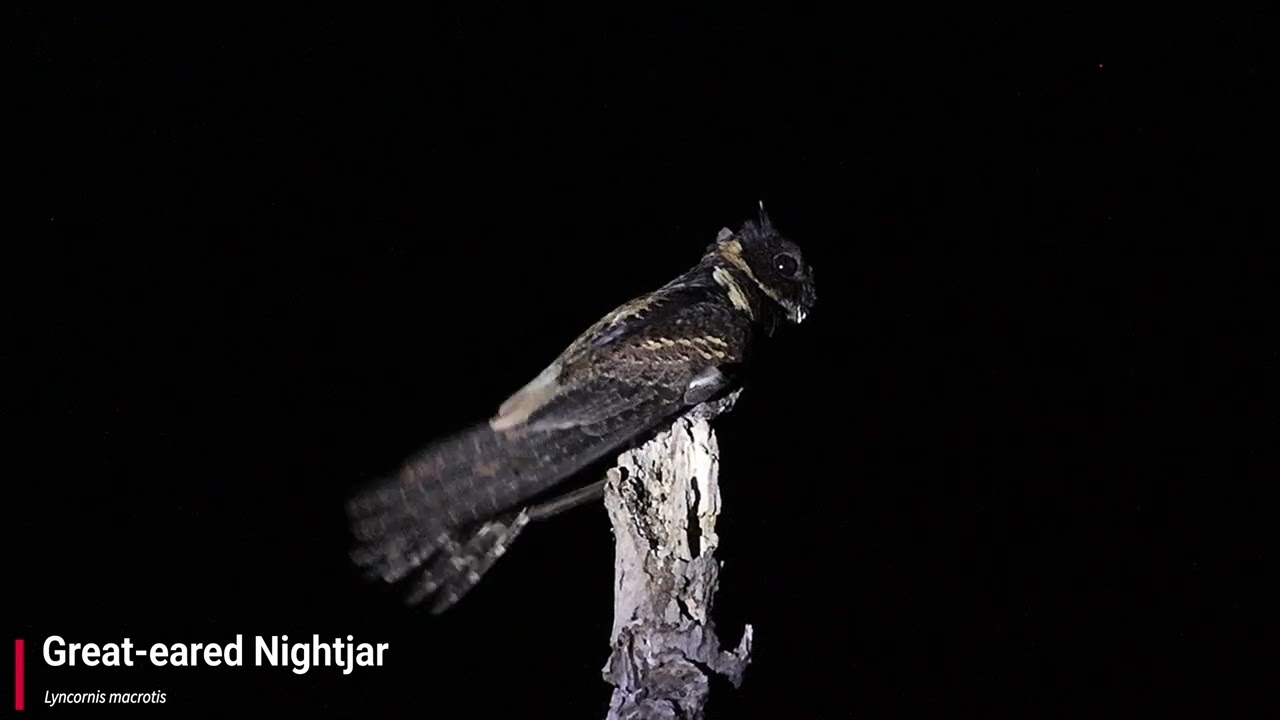 Great-eared Nightjar (Call)