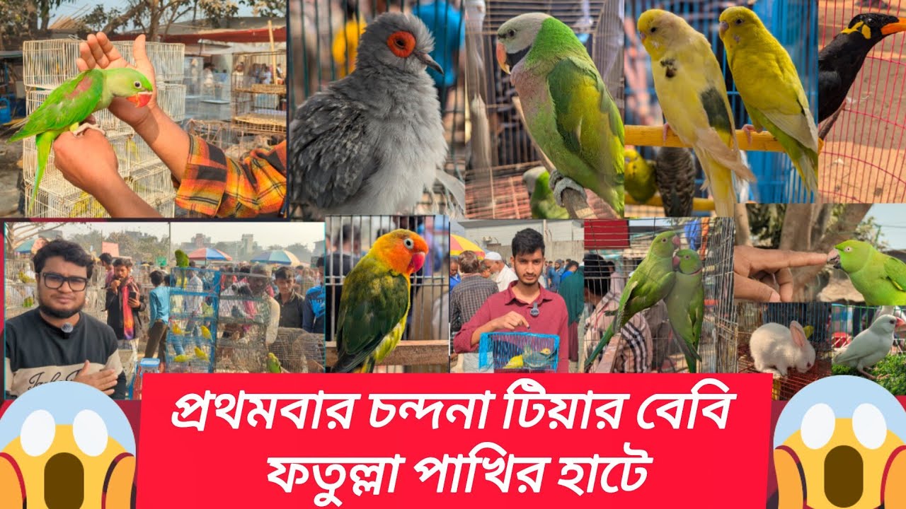 প্রথমবার চন্দনা টিয়ার বেবি ফতুল্লা পাখির হাটে | fatulla pakhir hat |Village hat#fatullah#viral#পাখি