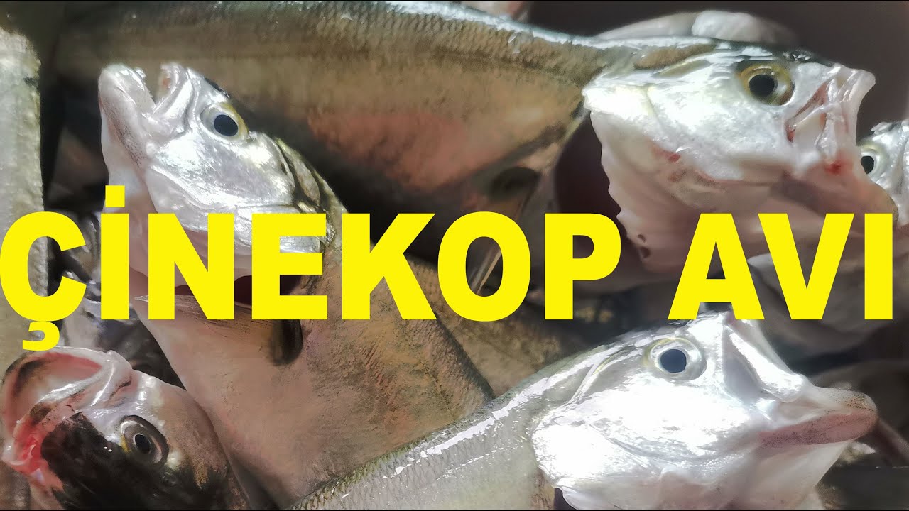 Çinekop Radar da Nasıl Görünür? Teknede Çinekop Avı , Çinekop Nasıl Yakalanır?