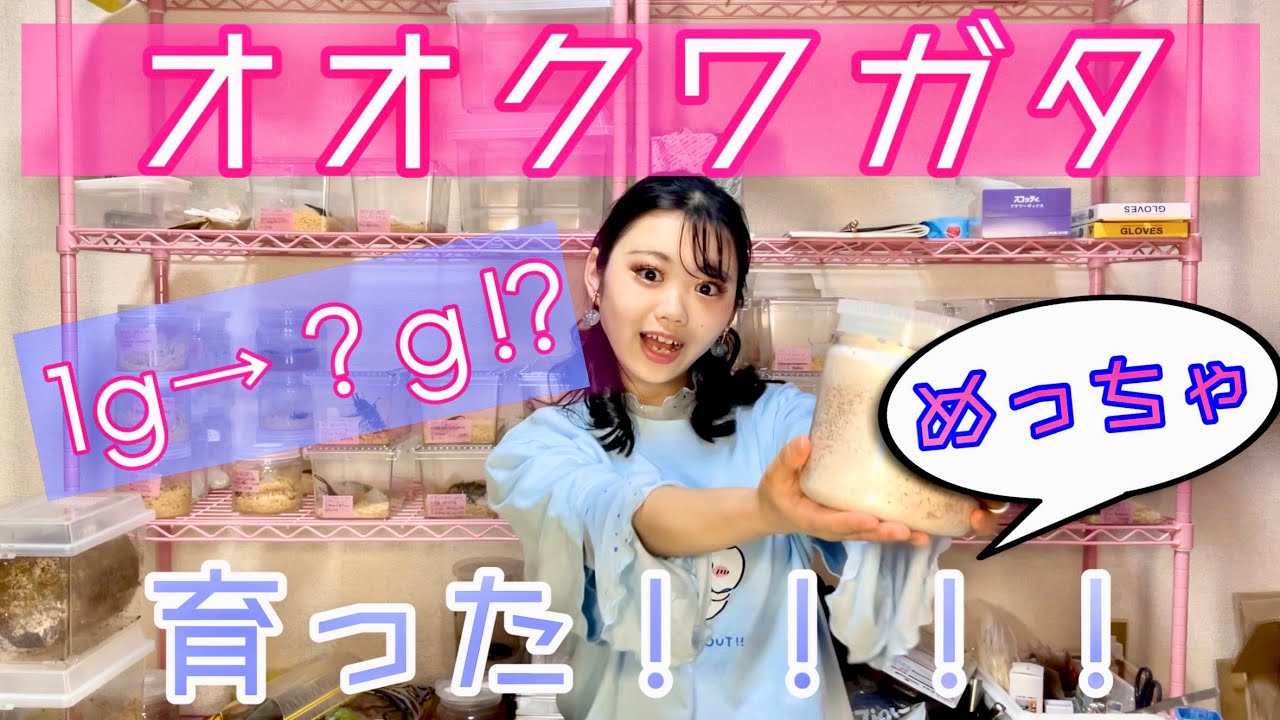 【オオクワガタ】前回1gだった幼虫がめちゃくちゃデカく育ってた‼︎