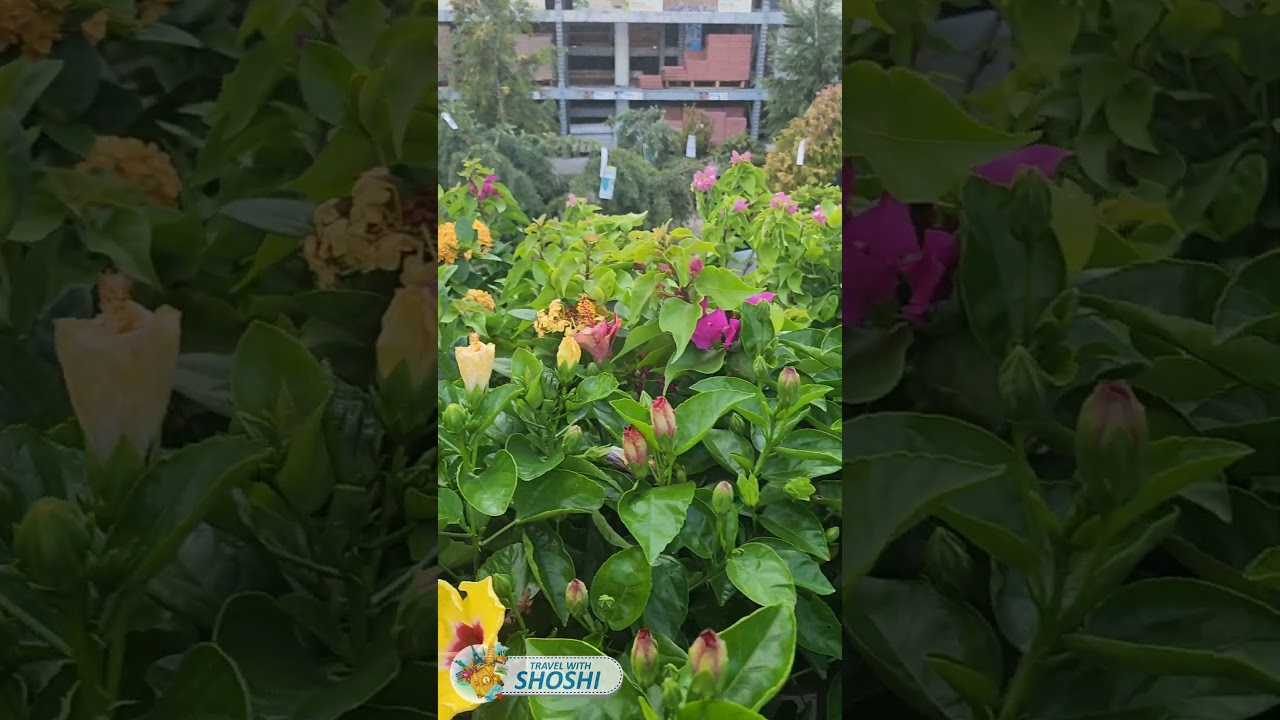 Home Depot 50% discount #shorts #homedepot #gardening #discount #homedepotgardensection